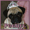 Puglife Cake Central Cake Decorator Profile