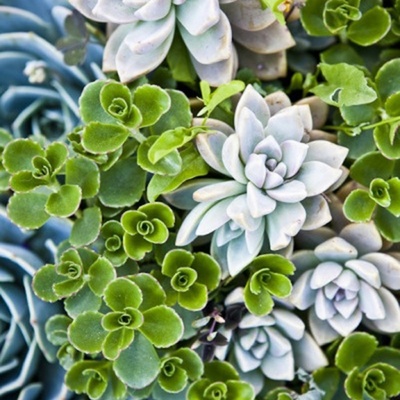 Succulent Cupcake Inspiration Challenge Reminder on Cake Central