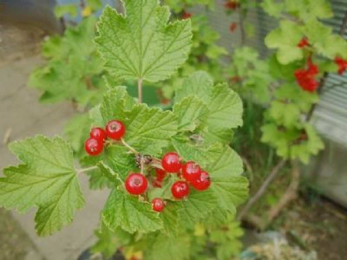 Request For Input - Cake For Boss' 65Th Birthday!