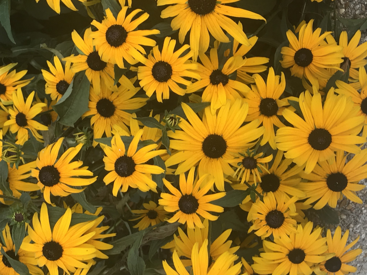 And I Think To Myself What A Wonderful World