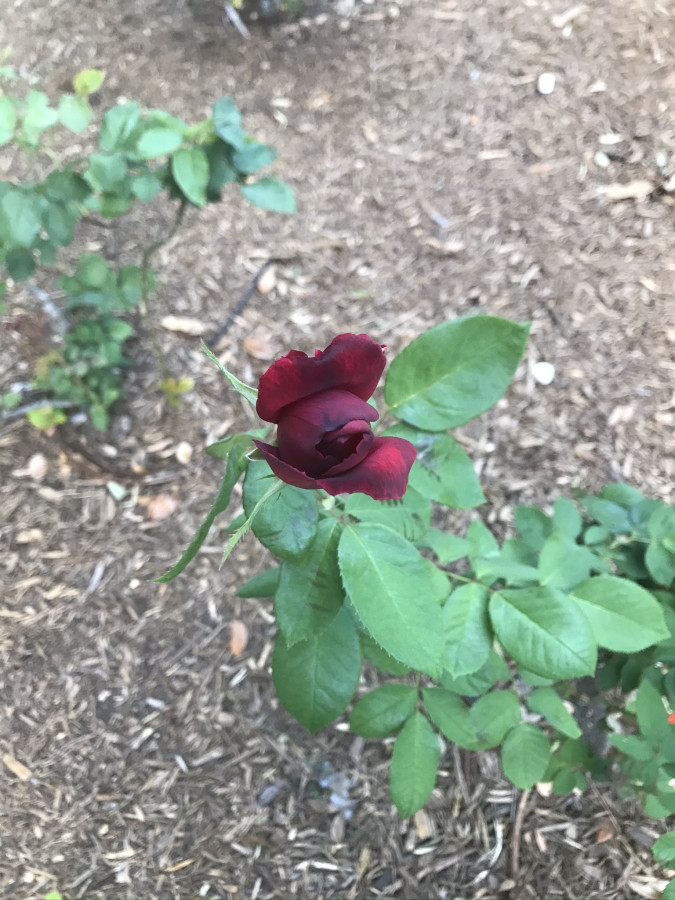 And I Think To Myself What A Wonderful World