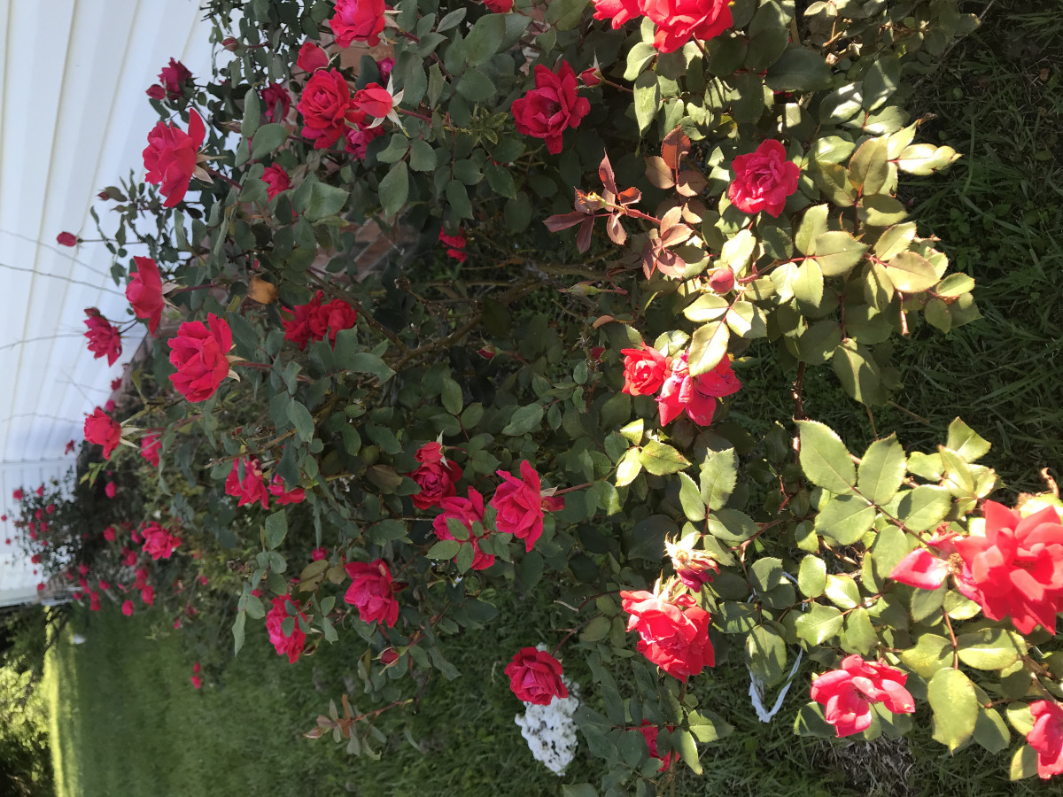 And I Think To Myself What A Wonderful World