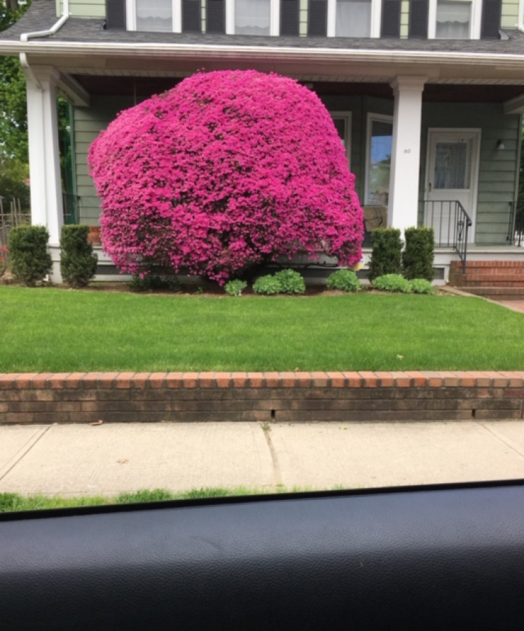 And I Think To Myself What A Wonderful World