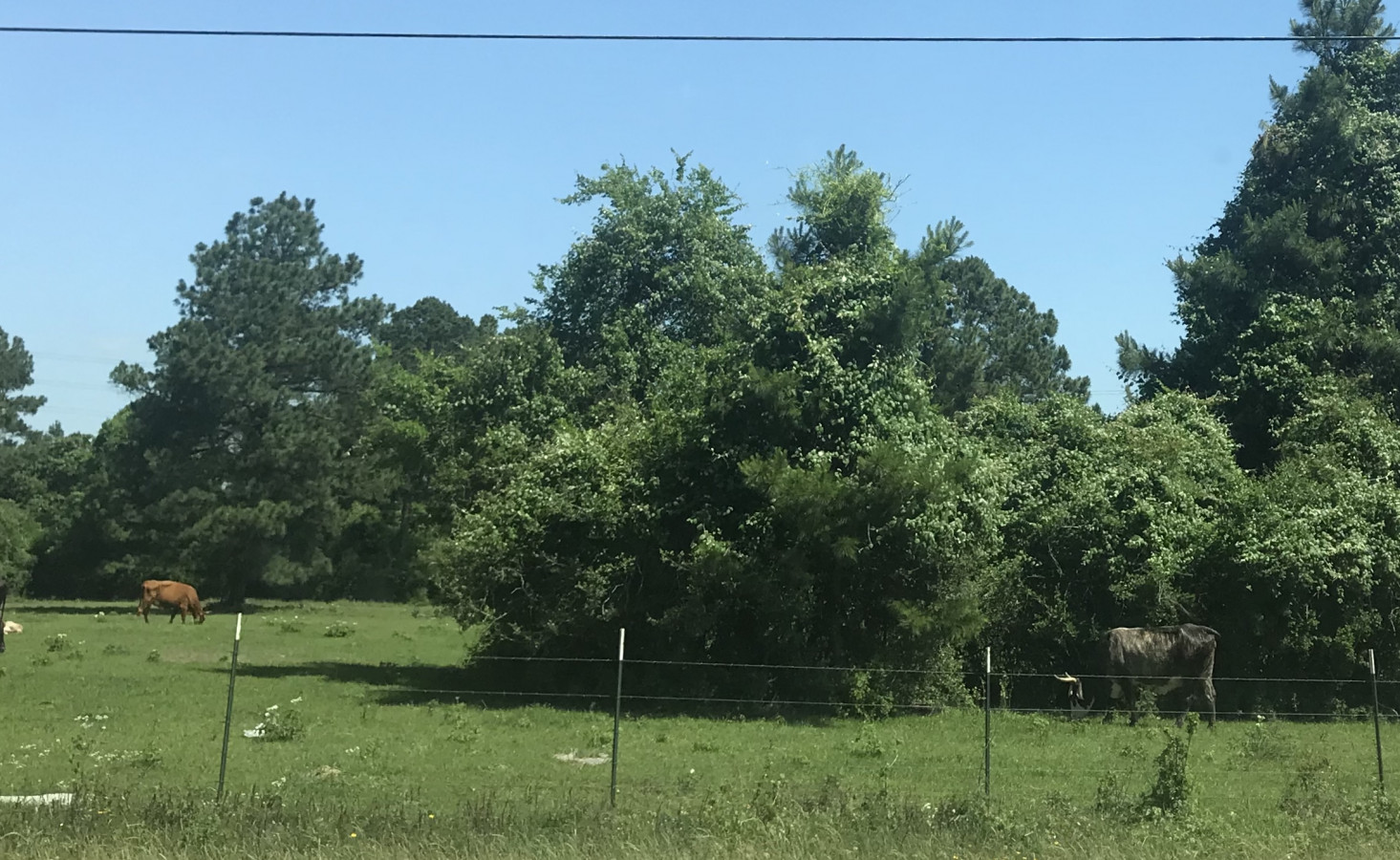 And I Think To Myself What A Wonderful World