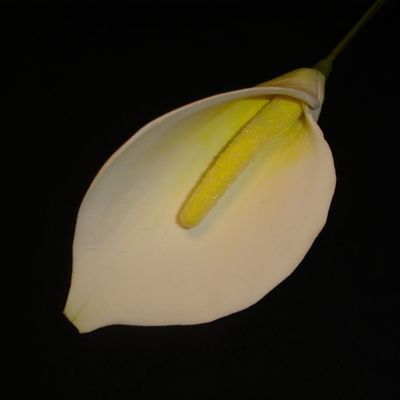 Calla Lily on Cake Central
