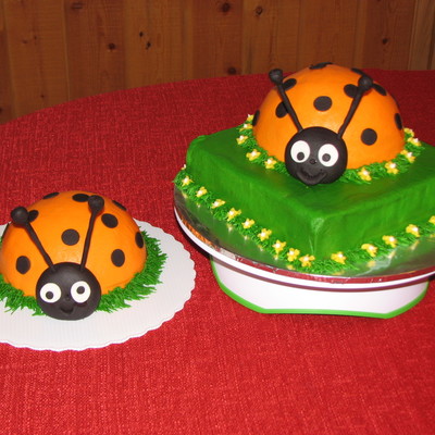 Orange And Black Ladybugs Orange And Black Ladybugs