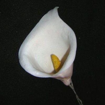 Calla Lily on Cake Central