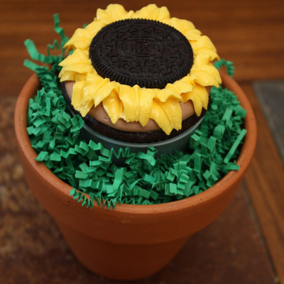 Sunflower W/ Oreo Sunflower W/ Oreo