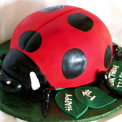 Ladybug Ladybug