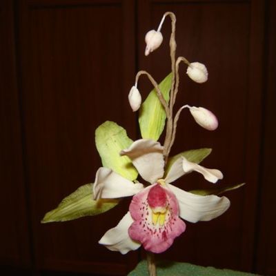 Cymbidium Orchid Cymbidium Orchid