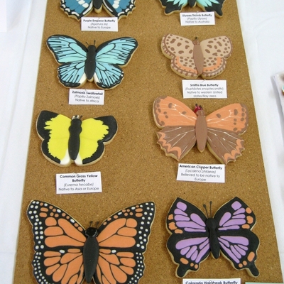 Butterfly Specimen Display Butterfly Specimen Display