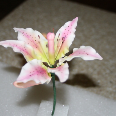 Stargazer Lilly Stargazer Lilly