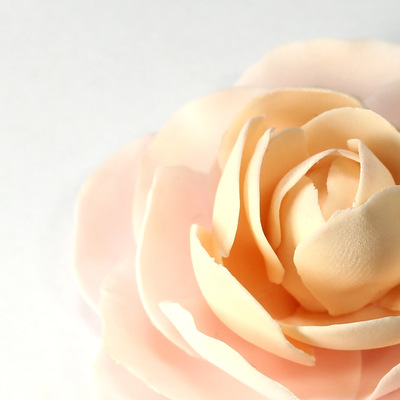 A Gumpaste Camellia Flower I Discovered Those Flowers Today And They Are Absolutely Beautiful Ill Post A Tutorial For This Flower On A Gumpaste Camellia Flower I Discovered Those Flowers Today And They Are Absolutely Beautiful Ill Post A Tutorial For This Flower On