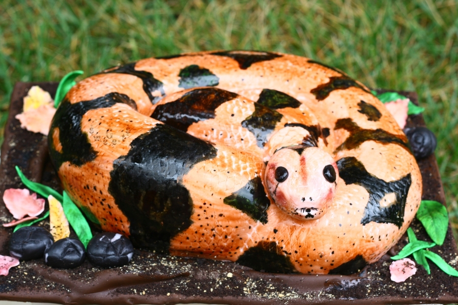 Constrictor Boa Cake Constrictor Boa Cake