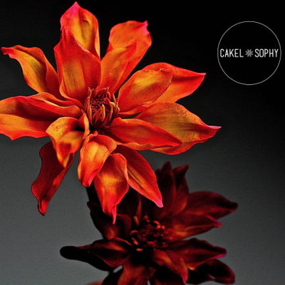 Simple Dahlia Flower Simple Dahlia Flower