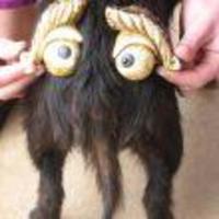 Cake Decorator maria892