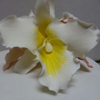 frencett Cake Central Cake Decorator Profile