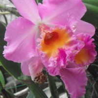 Cake Decorator aymara1975