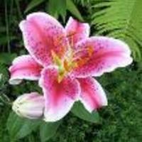 Cake Decorator whfauscett