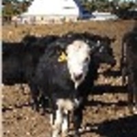 dparrish Cake Central Cake Decorator Profile