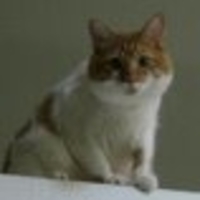 davespeg Cake Central Cake Decorator Profile