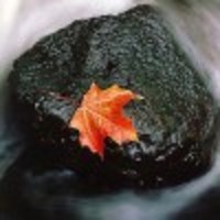 Cake Decorator seashelle73