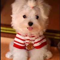 Cake Decorator tinkerbelljcs