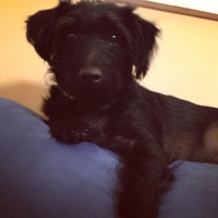 RoccoDana Cake Central Cake Decorator Profile