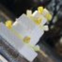 cerobs Cake Central Cake Decorator Profile