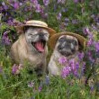 Cake Decorator JulieR