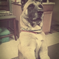 Cake Decorator dazeddreamland