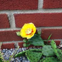 Cake Decorator svmf77