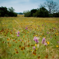 Cake Decorator Jillywilly4964
