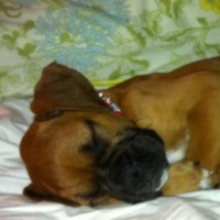 Cake Decorator CakesbyCara