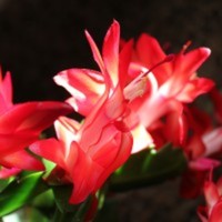 Seabiscuit1024 Cake Central Cake Decorator Profile