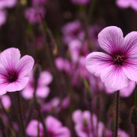 Mpilon93 Cake Central Cake Decorator Profile