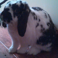 Cake Decorator mlightski