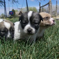 countrycaker Cake Central Cake Decorator Profile