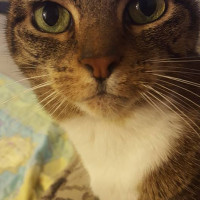 Cake Decorator BlueEyedBonnie321