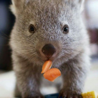 Safandi Cake Central Cake Decorator Profile