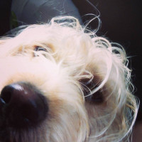 Cake Decorator kcp2264