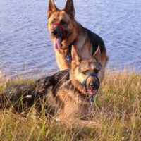 Cake Decorator Angwri1