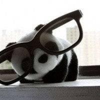 Cake Decorator dashen