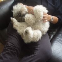 Cake Decorator mariets