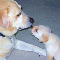 Cake Decorator Fomhika