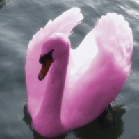 Cake Decorator Ednarooni