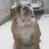 Cake Decorator lepaz