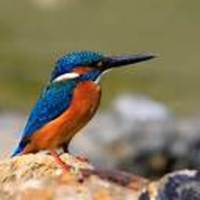 Madhurika Cake Central Cake Decorator Profile