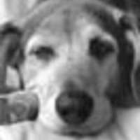 Cake Decorator hwhite0131