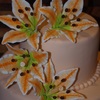 Beccalicious Cake Central Cake Decorator Profile